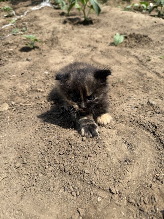 Продам котёнка черепаховой породы кошки