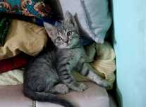Котенок мальчик ищет дом