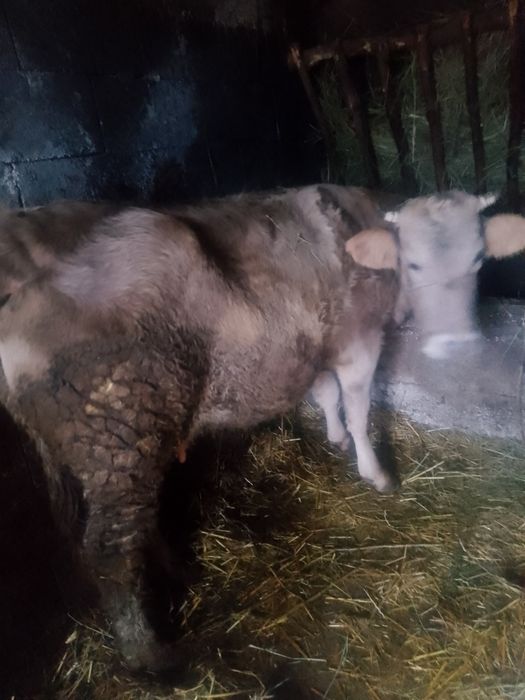 Vând vaca de 4 ani gestanta in 6 luni
