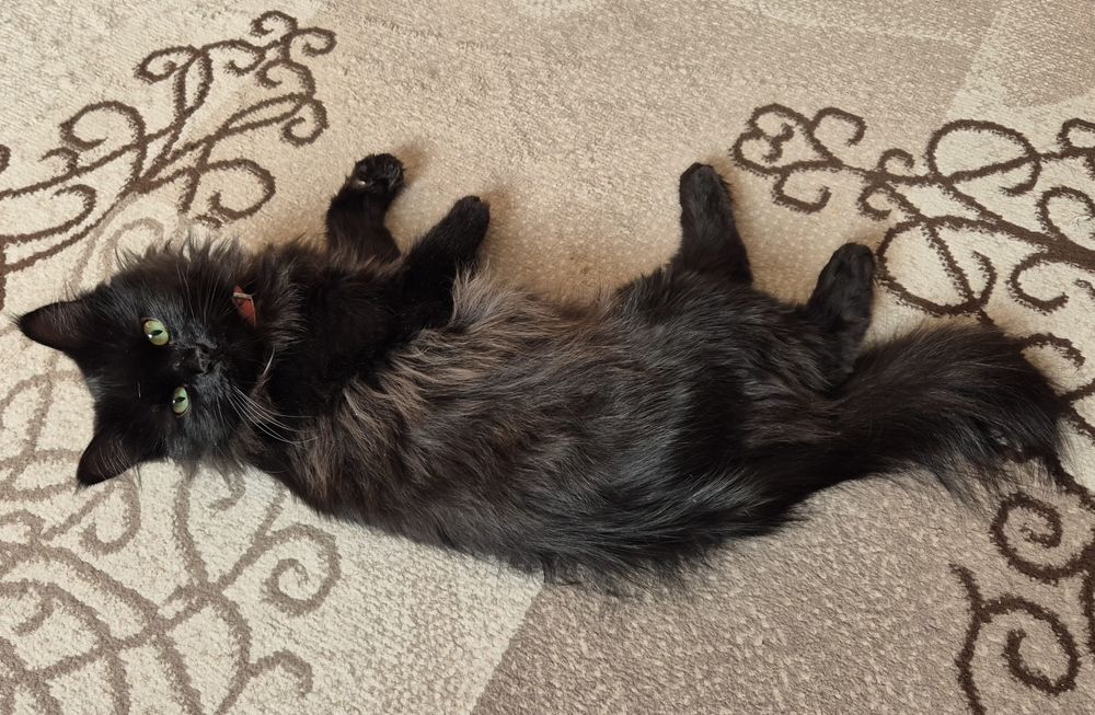 Кошка отдается только на проживание в квартире.