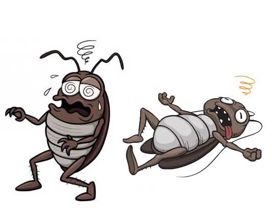 Дизенфекция от тараканов