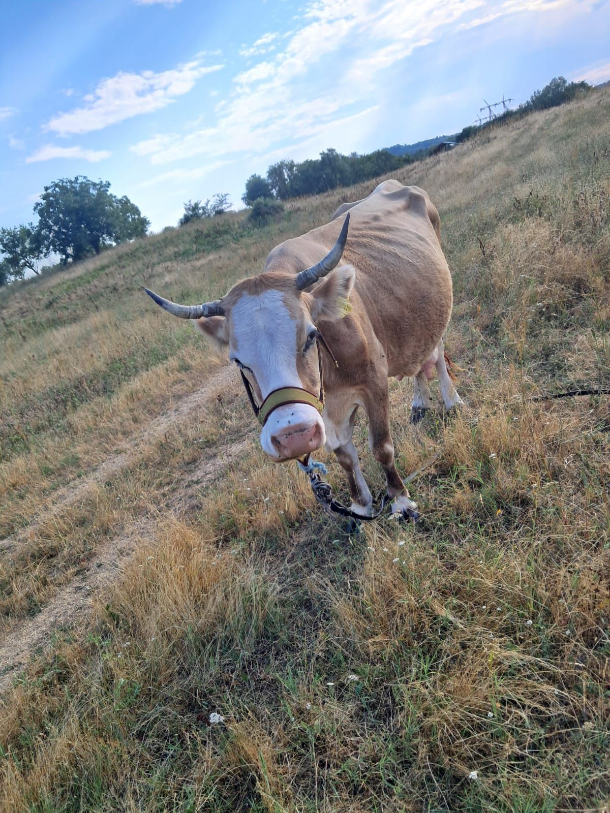 Vand vaca baltata românească cu 2 vitei gemeni