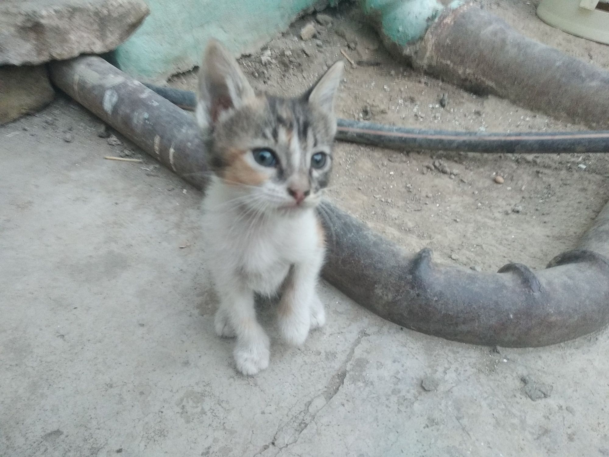 Кошки крошки бесплатно