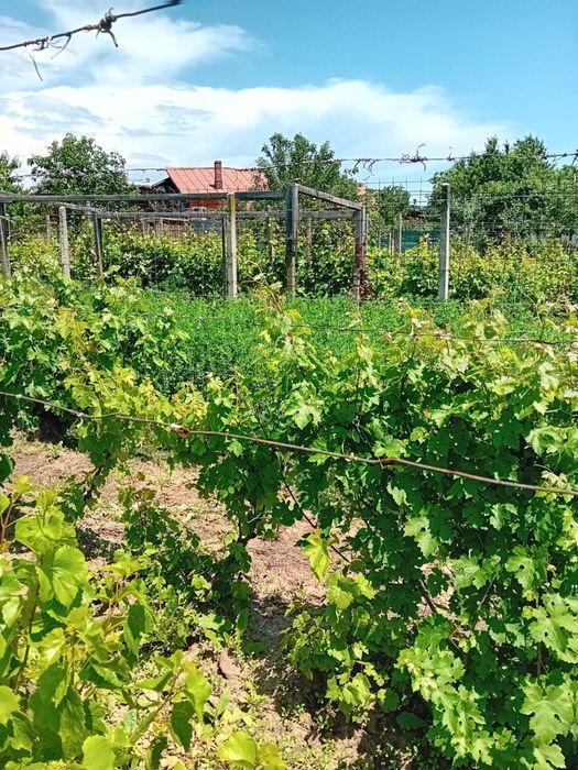 Vand Teren intravilan Valea Calugareasca - 800m2