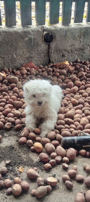Bichon havanez de vânzare
