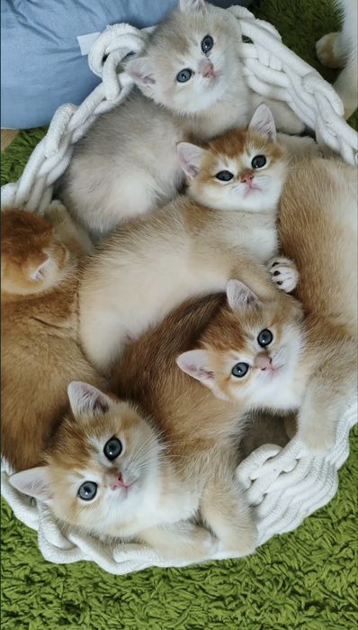 Продаётся золотые шиншилы