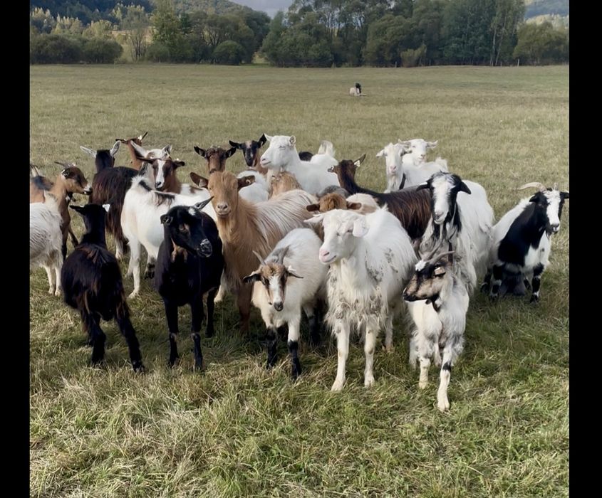 Capre tinere si iezi si un tap