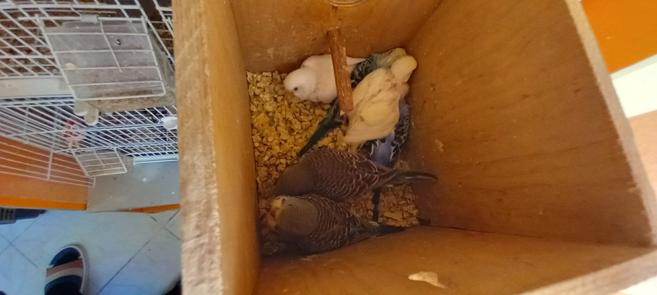 Peruși disponibili  perechi pui la bucata sau perechi adulte gata form