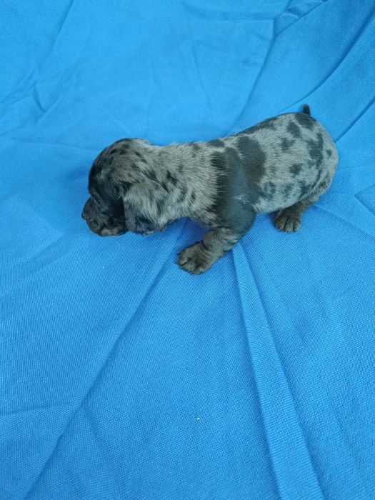 Teckel mini arlequin merle tekel mini pitic blue eyes ochii albastrii