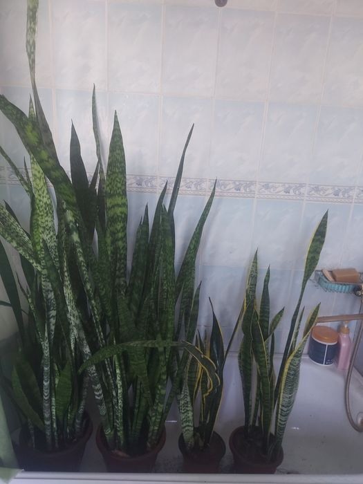 Комнатные цветы, уй гулдери