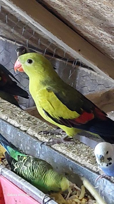 Perusi.Nimfe.Papagali cantatori. Papagali de munte.