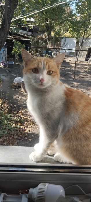 Отдам  1 котика даром.