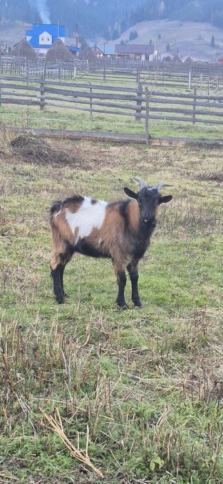 Vând capră, ieduță și țap