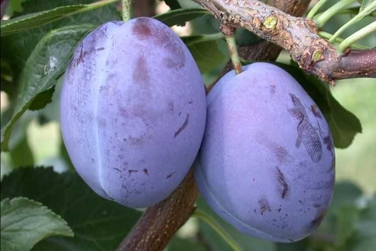 Pomi fructiferi si vita de vie