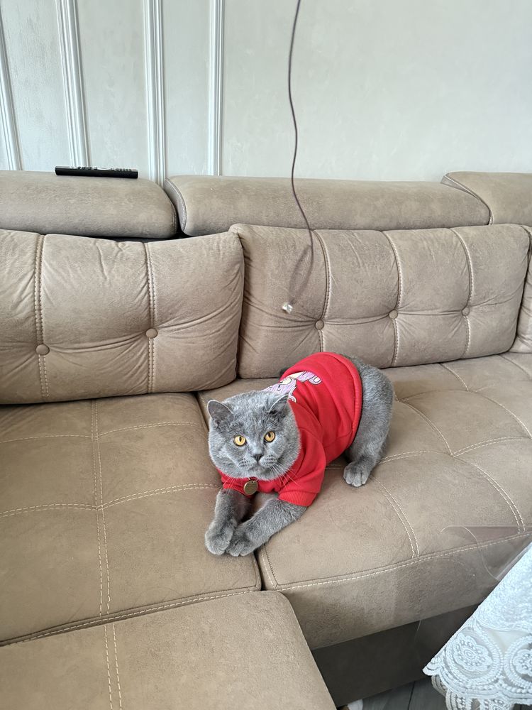Кот на вязку / Мушук кушилиш учун