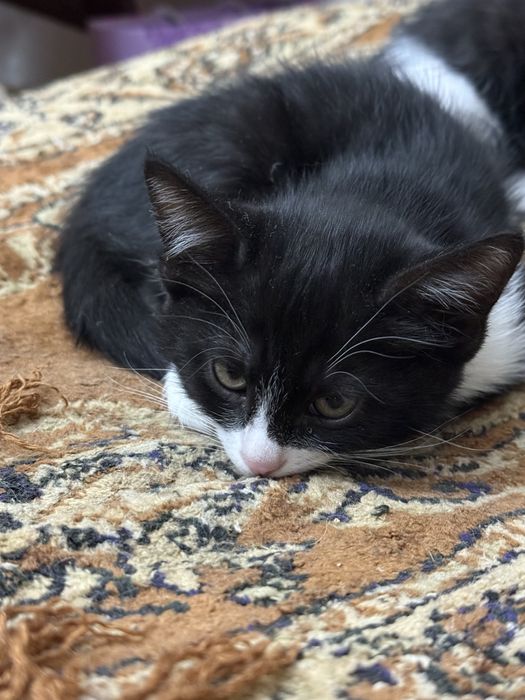 Котята. Мушук болалари