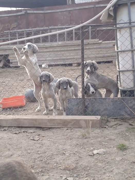 Тазы күшыктер бар ұргашы сатылады екы айлық