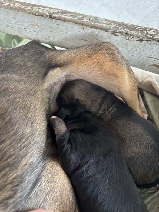 Кученца малка порода