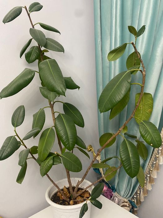 Продам фикус домашний