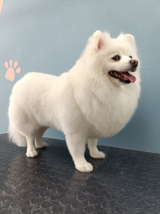 Белые щенята шпицули