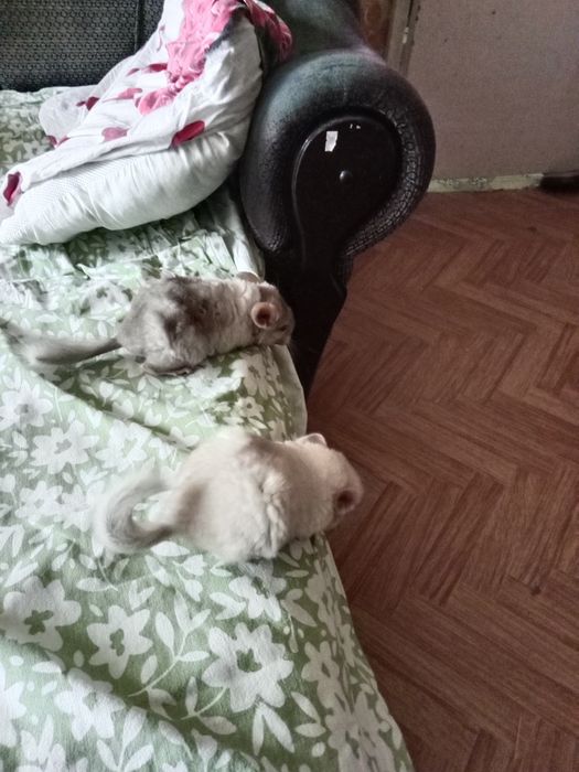 Продам шиншиллу белую девочку
