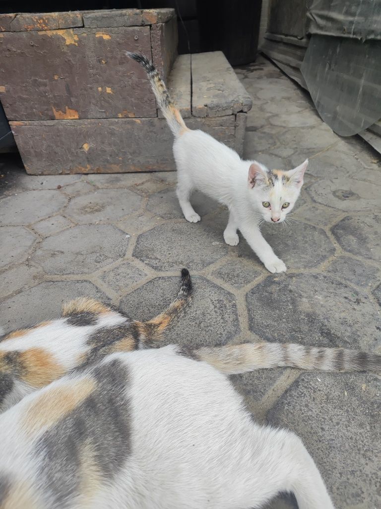 Котята к добрым людям