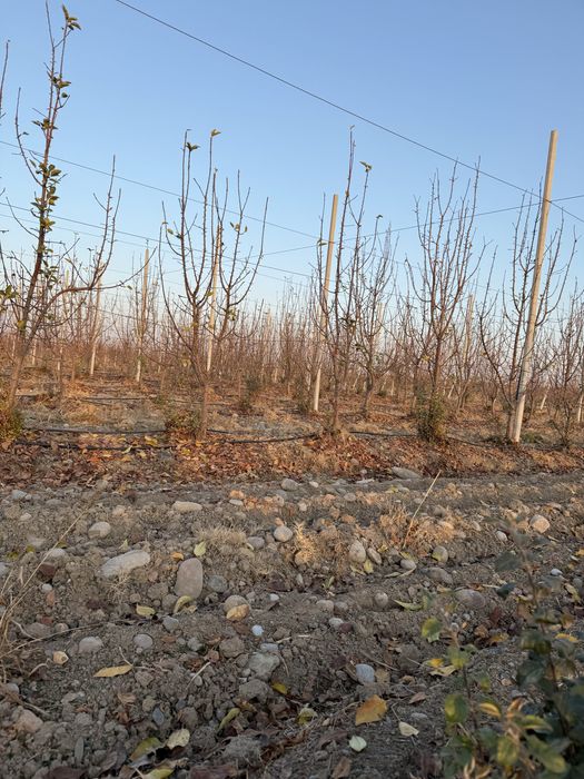 Текин ўтин берилади 5гектар боғни бузишга берамиз