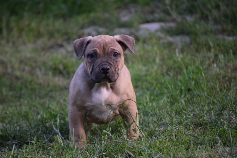 Pui American Bully cu genetic EXCEPTIONAL- Pedigree si certificate