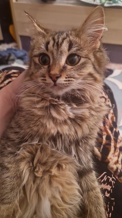 Отдам красивую и добрую кошку в добрые