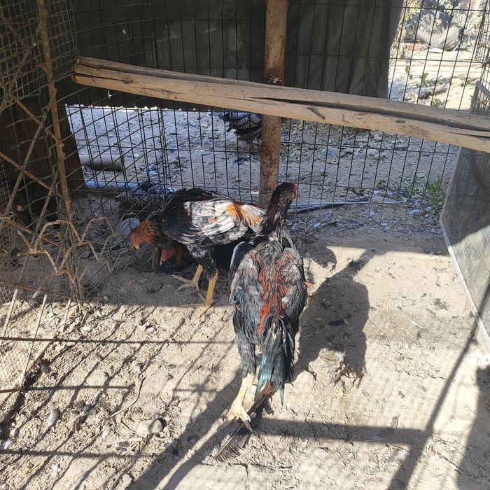 Dakan xorozlar sotiladi