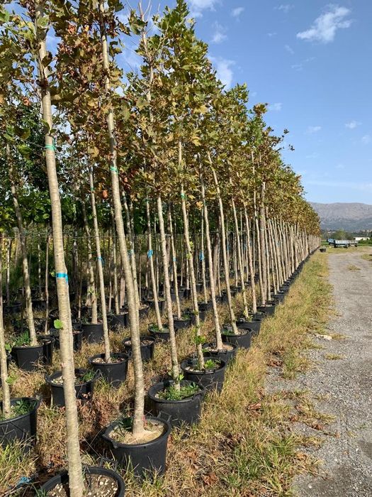 Copaci ornamentali platan mesteacăn tei artar
