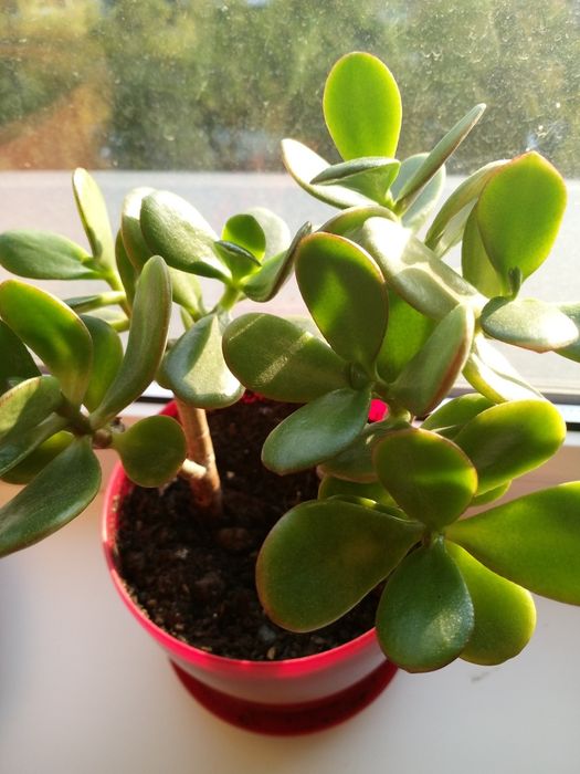 Красула толстянка