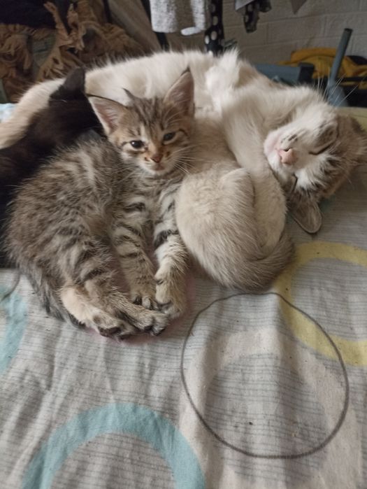 Отдам хорошеньких котят!