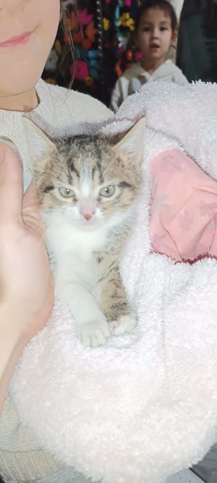 Срочно отдам котят