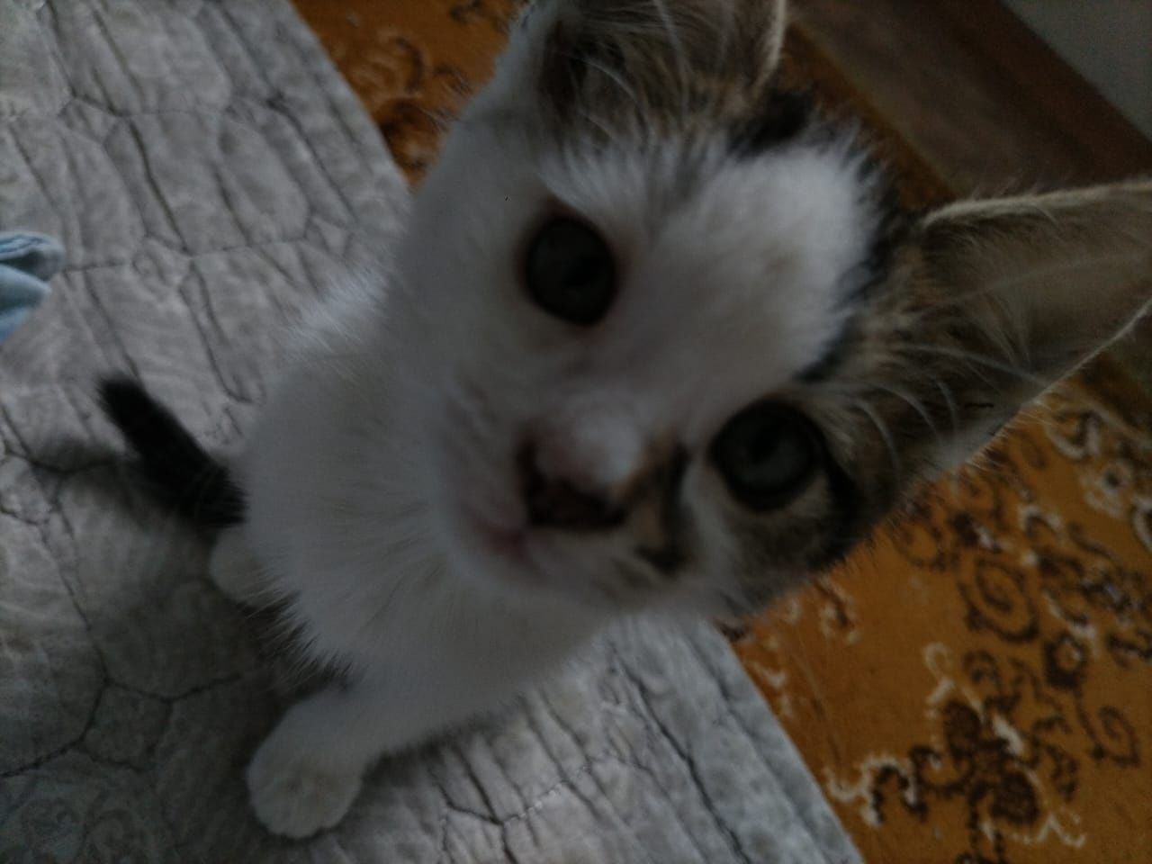 Отдам котенка, девочка