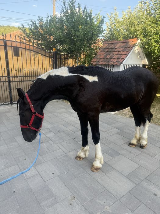 Vand manz si manza tarcata pinto din friesian frizian friz si gipsy