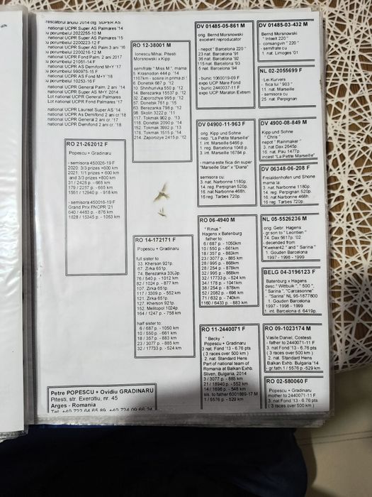 Porumbei voiajori matca