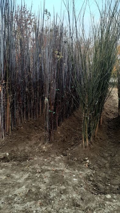 Klyon, yasin, sakura, akatsiya