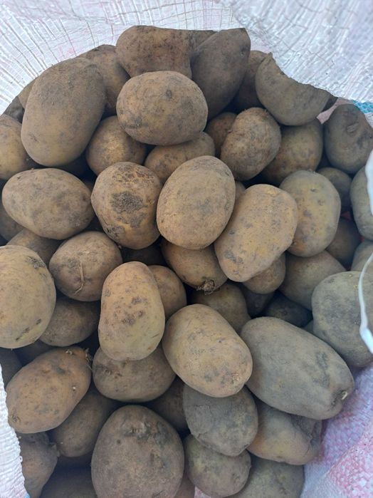 Cartofi sămânță Prada