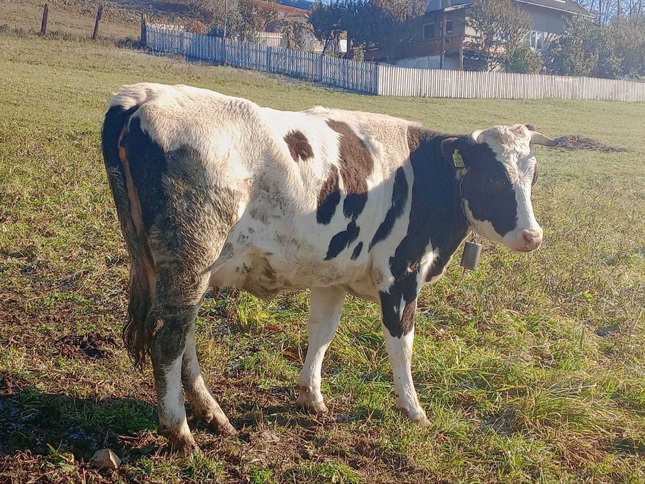 Vacă, varsta de 3 ani