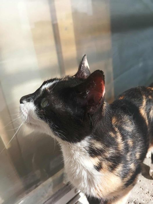 Женско кастрирано котенце с паспорт, ваксини и изследвания търси дом!