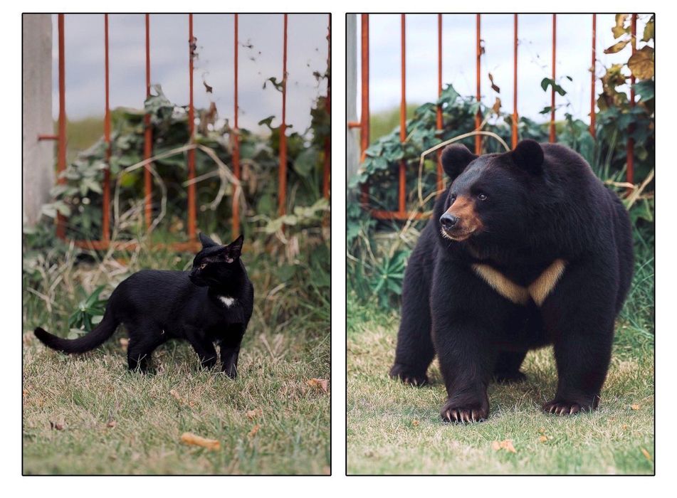 Помните ли Пума от Шумен?