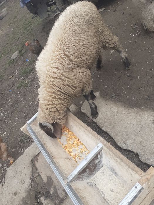 Oi berbeci de vânzare