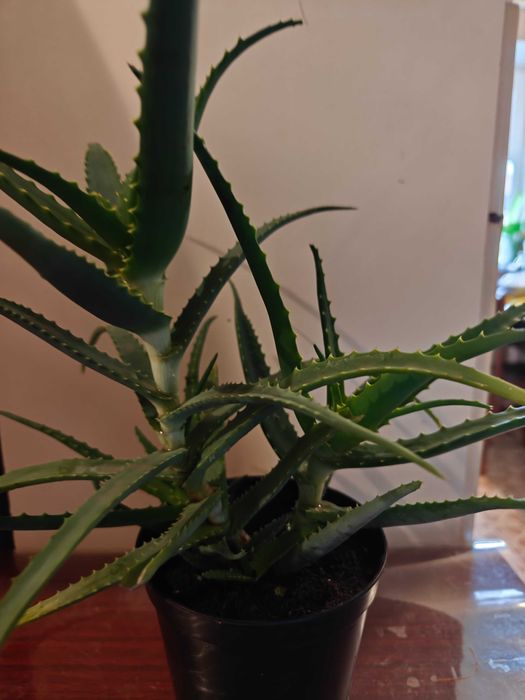 Алое. Столетник. Комнатное растение.