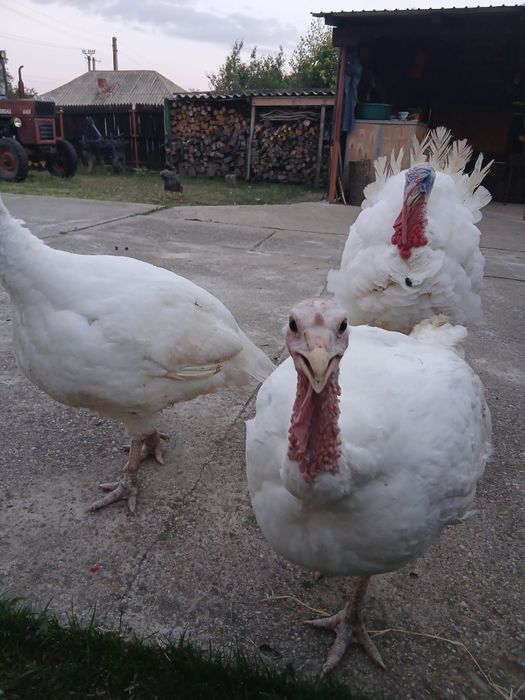 Vând Curcan de carne