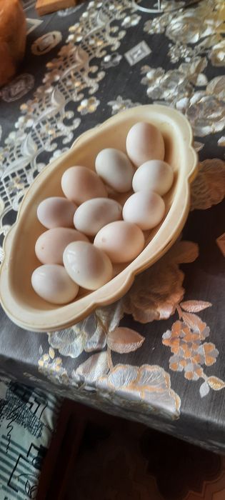 Урдак  тухумлари бор