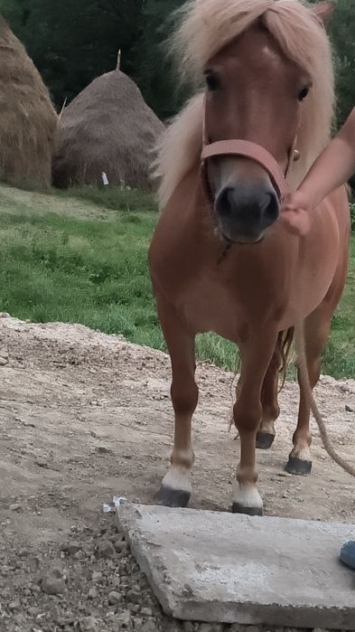 Vând ponei cuminte