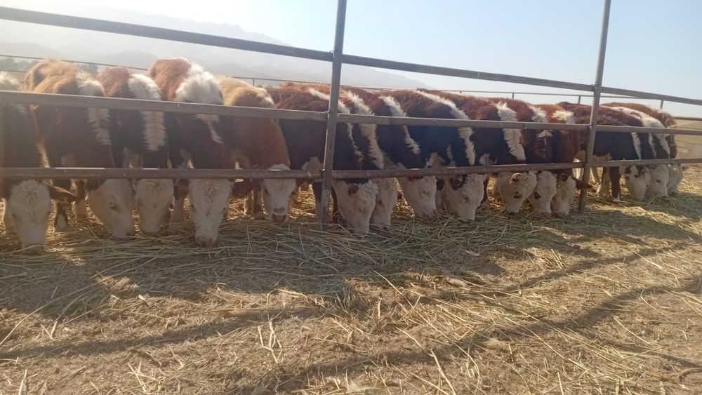 Продам бычков подсосов