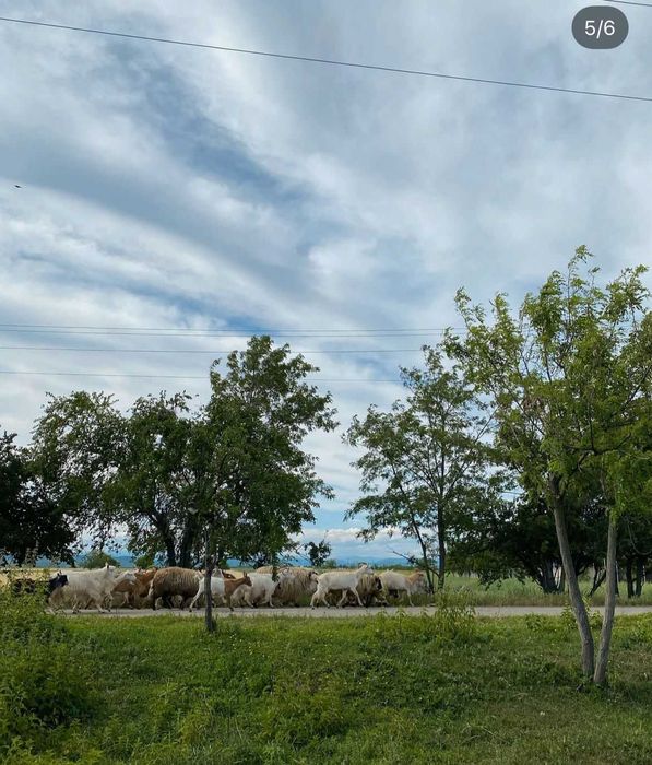 Teren intravilan, 7000 mp, deschidere 32 ml, Bratasanca - Ungureni