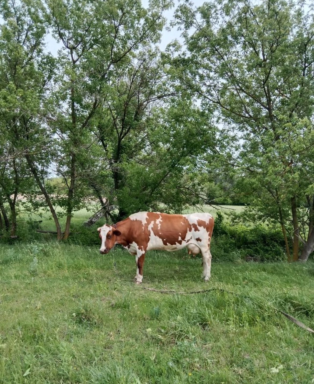 Продам дойную молочную Карову